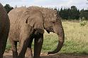 Elephant Sanctuary (14)